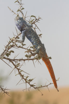 Yellow spotted agama
