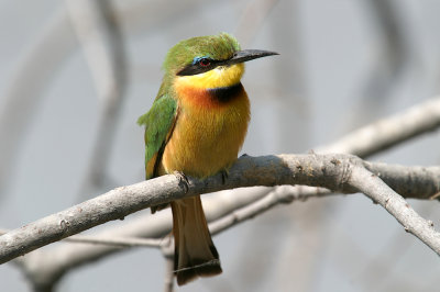 Little bee-eater