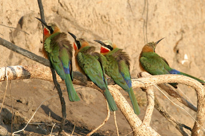 White-fronted bee-eater