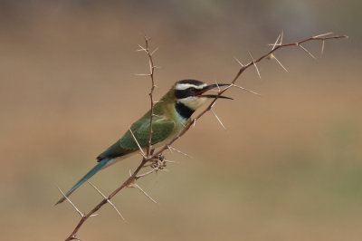 White-throated bee-eater