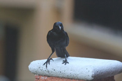 Melodius blackbird