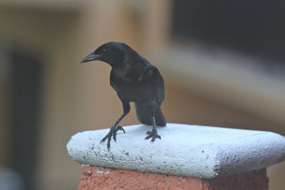 Melodius blackbird