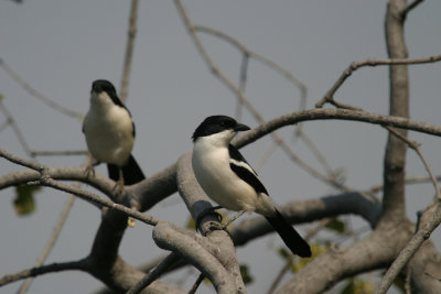 Southern boubou