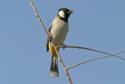 White-cheeked bulbul