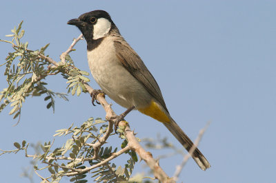 White-cheeked bulbul