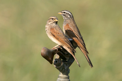 Striolated bunting