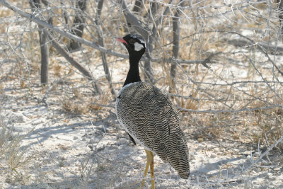 Black bellied bustard