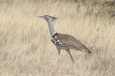 Kori bustard