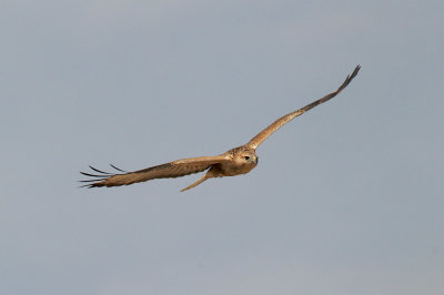 Long-legged buzzard