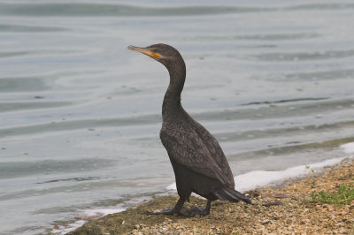 Double-crested cormorant