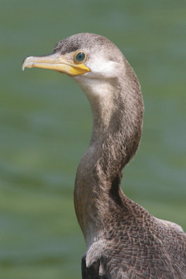 Double-crested cormorant