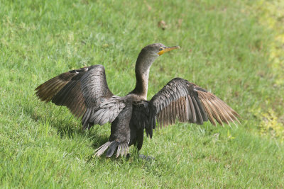 Double crested cormorant