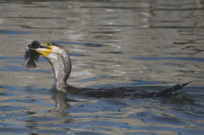 Great cormorant