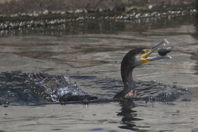 Great cormorant