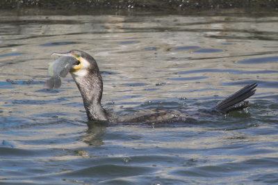 Great cormorant