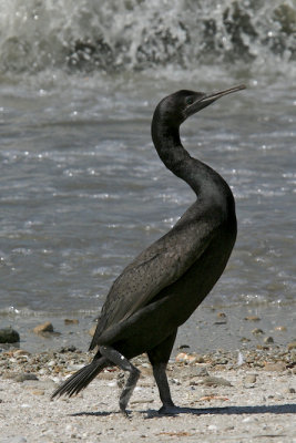 Socotra cormorant