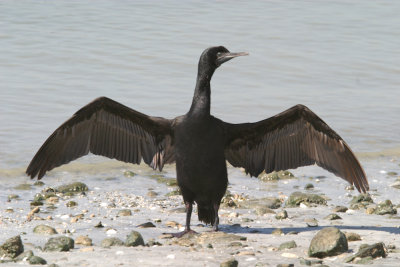 Socotra cormorant