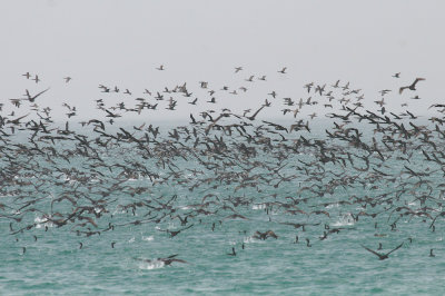 Socotra cormorant