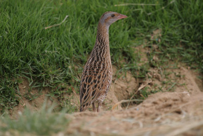 Corncrake