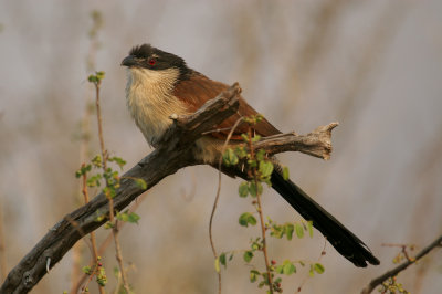 Senegal coucal