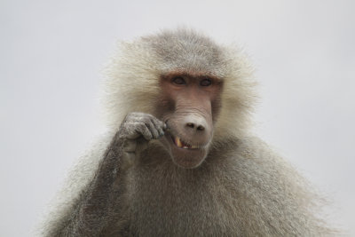 Hamadryas baboon