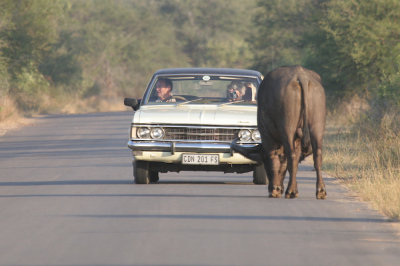 African buffalo