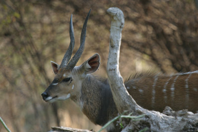 Bushbuck