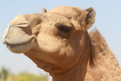 Arabian camel