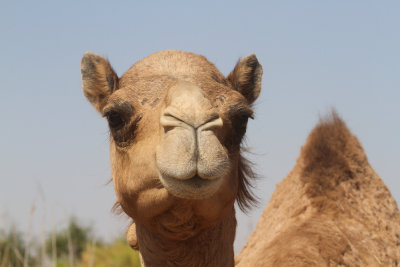 Camels (1)