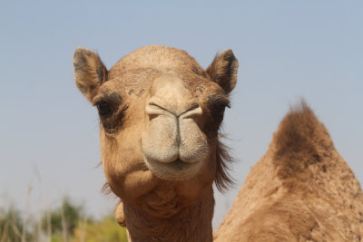 Arabian camel