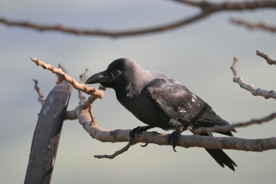 Jungle crow