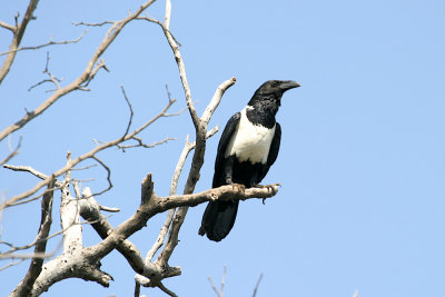 Crows - Hypocolius (9)