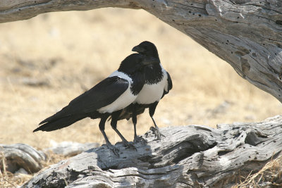 Pied crow