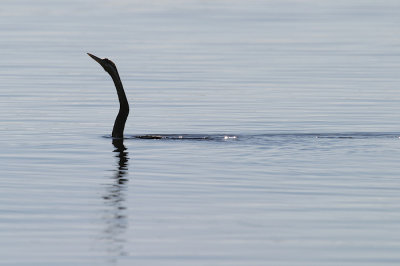 African darter