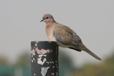 Laughing dove