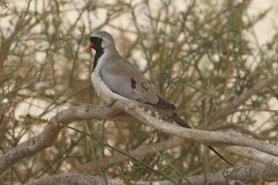 Namaqua dove