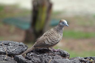 Zebra dove