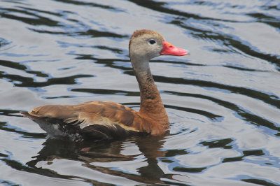 Black-bellied whistling duck