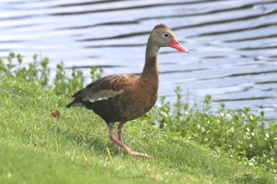 Black-bellied whistling duck