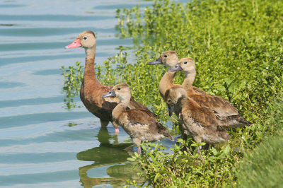 Black-bellied whistling duck