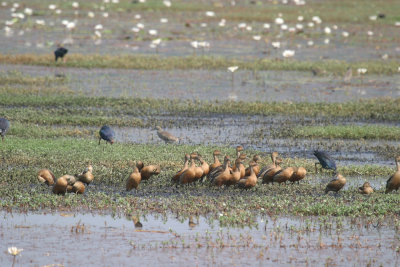 Lesser whistling duck
