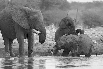 African bush elephant