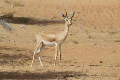 Arabian gazelle