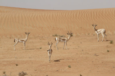 Arabian gazelle