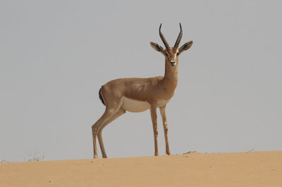 Mountain gazelle