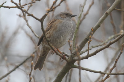 Dunnock