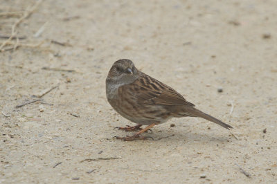 Dunnock