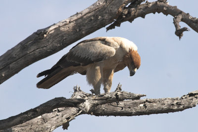 Tawny eagle