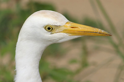 Cattle egret