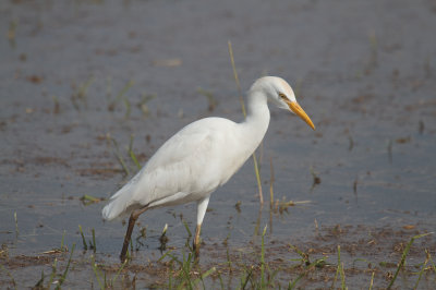 Cattle egret
